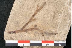 Foto (Detailansicht) von Callitris brongniartii Endl. (NHMW-GEO-2024-0188-8069)